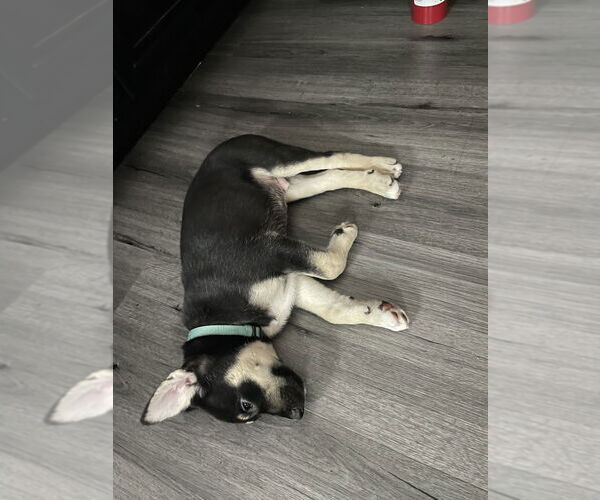 Medium Photo #8 Huskies -Labrador Retriever Mix Puppy For Sale in Dana Point, CA, USA