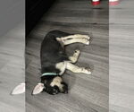Small #7 Huskies -Labrador Retriever Mix