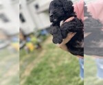 Puppy Victory Aussiedoodle Miniature