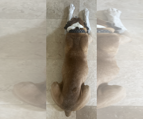 Medium Photo #3 Boxer Puppy For Sale in  Katy, TX, USA
