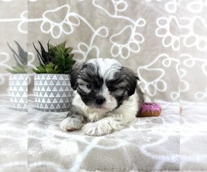 Mal-Shi Puppy for sale in INDIANAPOLIS, IN, USA