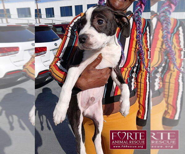 Medium Photo #3 American Staffordshire Terrier-Boston Terrier Mix Puppy For Sale in Marina del Rey, CA, USA