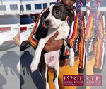 Small #2 American Staffordshire Terrier-Boston Terrier Mix
