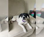 Small #6 American Pit Bull Terrier-Pointer Mix