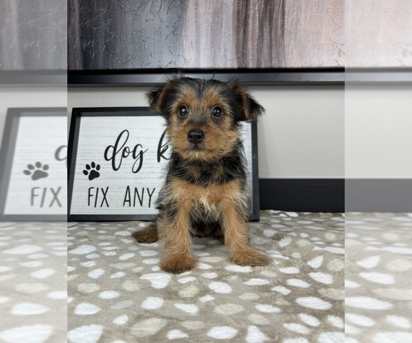 Medium Photo #2 Yorkshire Terrier Puppy For Sale in INDIANAPOLIS, IN, USA