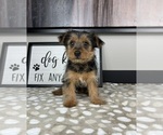 Small #1 Yorkshire Terrier