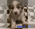 Small Photo #17 Australian Shepherd Puppy For Sale in ROY, UT, USA