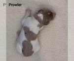 Small Photo #4 Australian Shepherd-Lab-Pointer Mix Puppy For Sale in MILLVILLE, MN, USA