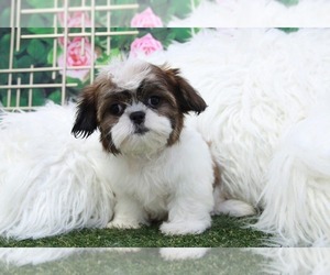 Corkie Puppy for sale in MARIETTA, GA, USA