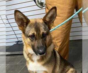 German Shepherd Dog Dogs for adoption in Aurora, IN, USA