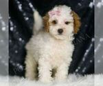 Small #2 Poodle (Toy)