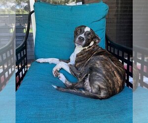 American Staffordshire Terrier Dogs for adoption in Miami, FL, USA