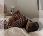Small #2 Dachshund Mix