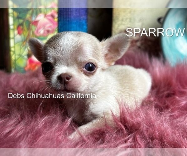 Medium Photo #5 Chihuahua Puppy For Sale in TRACY, CA, USA