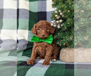 Goldendoodle (Miniature) Puppy for sale in NOTTINGHAM, PA, USA