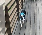 Small Photo #4 Boston Terrier Puppy For Sale in Huntington Beach, CA, USA