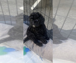 Small Photo #2 Cavapoo (Toy) Puppy For Sale in WALNUT CREEK, CA, USA