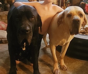 Father of the Fila Brasileiro puppies born on 07/19/2025