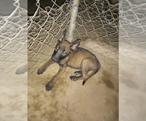 Belgian Malinois Puppy for sale in PALMDALE, CA, USA