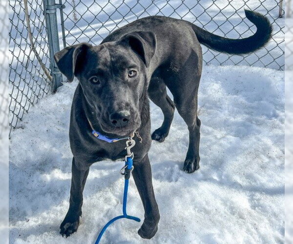 Medium Photo #1 Labrador Retriever-Unknown Mix Puppy For Sale in Anchorage, AK, USA