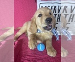 Small #2 Golden Retriever