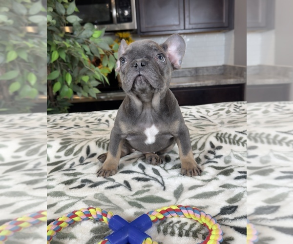 Medium Photo #4 French Bulldog Puppy For Sale in GREENWOOD, IN, USA