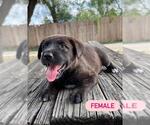 Small German Shepherd Dog Mix