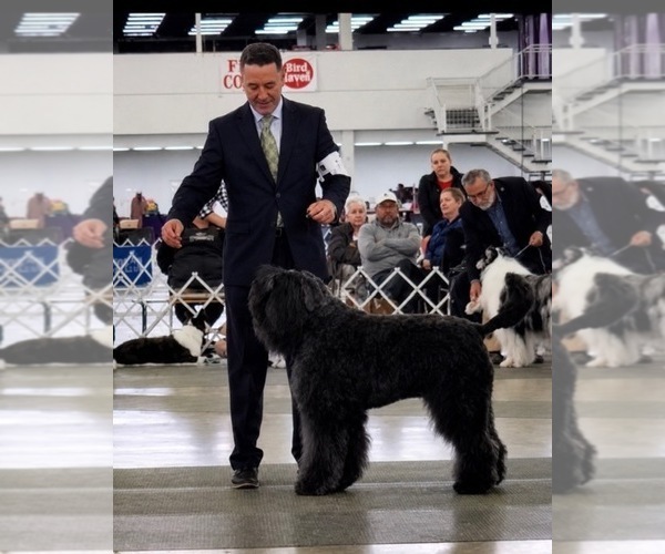 Medium Photo #1 Bouvier Des Flandres Puppy For Sale in BLANCO, TX, USA