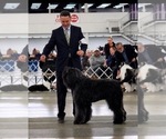 Small Photo #1 Bouvier Des Flandres Puppy For Sale in BLANCO, TX, USA