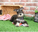 Small #13 Schnauzer (Miniature)