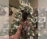Small Photo #32 Belgian Malinois Puppy For Sale in ATHENS, AL, USA