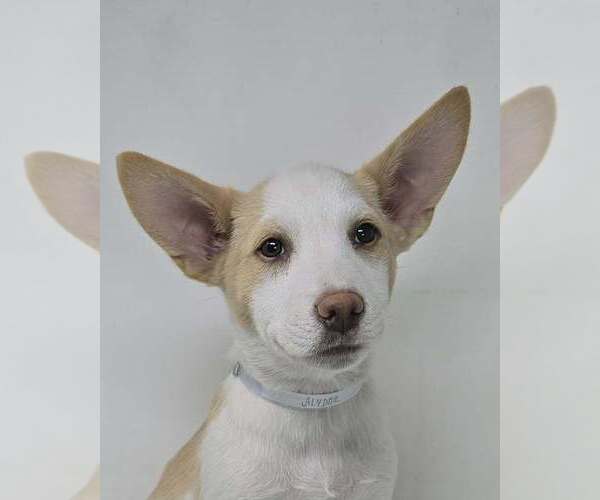 Medium Photo #2 Basenji-Labrador Retriever Mix Puppy For Sale in Brewster, NY, USA