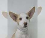 Small #1 Basenji-Labrador Retriever Mix