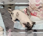 Small #2 Chihuahua