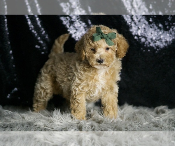 Medium Photo #2 Maltipoo (Miniature) Puppy For Sale in WARSAW, IN, USA