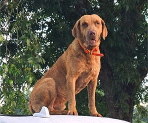 Father of the Chesapeake Bay Retriever puppies born on 07/12/2025