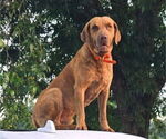 Small Photo #1 Chesapeake Bay Retriever Puppy For Sale in Cordele, GA, USA