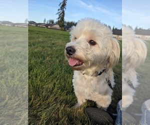 Father of the Havanese puppies born on 07/10/2026