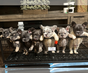 French Bulldog Puppy for sale in LINCOLN, CA, USA