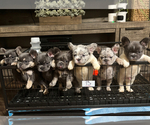 Small French Bulldog