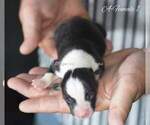Small Photo #2 Pembroke Welsh Corgi Puppy For Sale in ANDALUSIA, AL, USA