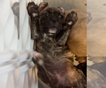 Small Photo #3 Olde English Bulldogge Puppy For Sale in VIOLA, AR, USA