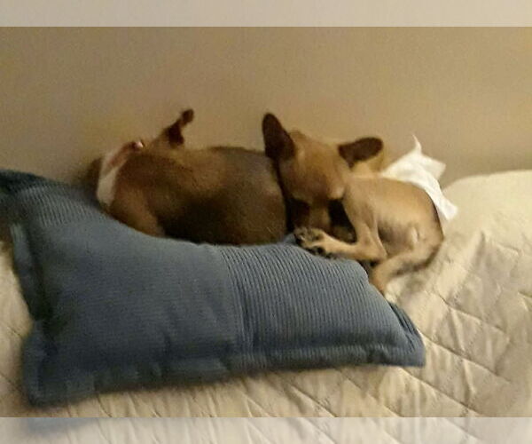 Medium Photo #6 Chihuahua Puppy For Sale in Mount Laurel, NJ, USA