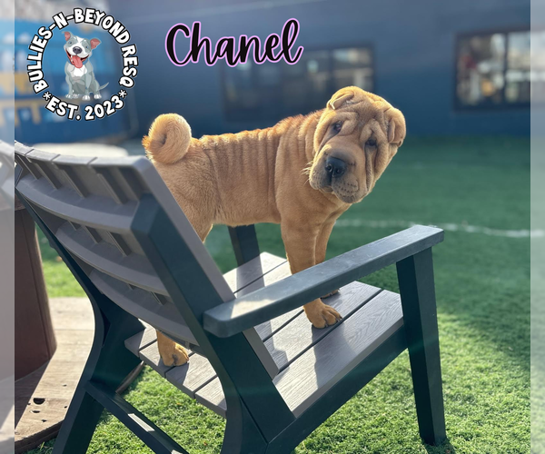 Medium Photo #3 Mutt Puppy For Sale in Omaha, NE, USA