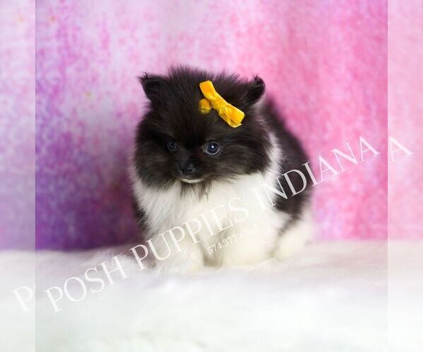 Medium Photo #37 Pomeranian Puppy For Sale in WARSAW, IN, USA