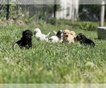 Small #16 Goldendoodle-Shih Tzu Mix