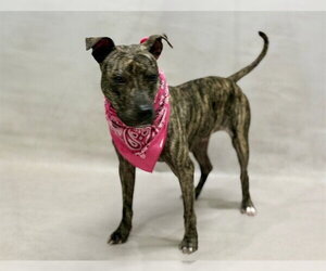 Mutt Dogs for adoption in Sanford, FL, USA