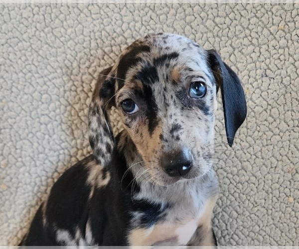 Medium Photo #8 Catahoula Leopard Dog Puppy For Sale in CUMBY, TX, USA