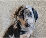 Small Photo #8 Catahoula Leopard Dog Puppy For Sale in CUMBY, TX, USA