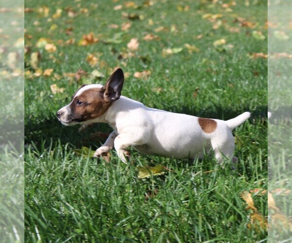 Medium Photo #2 Jack Russell Terrier Puppy For Sale in LEBANON, PA, USA
